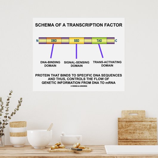 Schema van een transcriptiefactor (eiwit) poster (Keuken)
