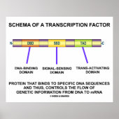 Schema van een transcriptiefactor (eiwit) poster (Voorkant)