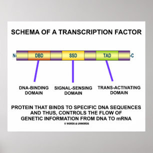 Schema van een transcriptiefactor (eiwit) poster