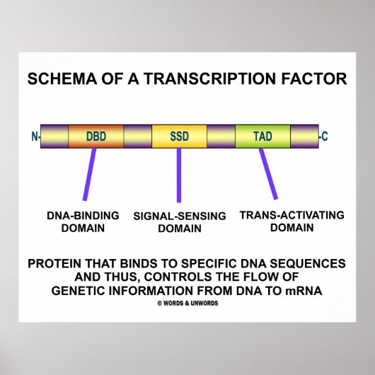Schema van een transcriptiefactor (eiwit) poster (Voorkant)