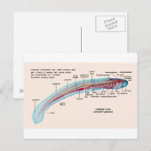 Schema van een Zee Lamprey Soort Larva Briefkaart (Voorkant / Achterkant)