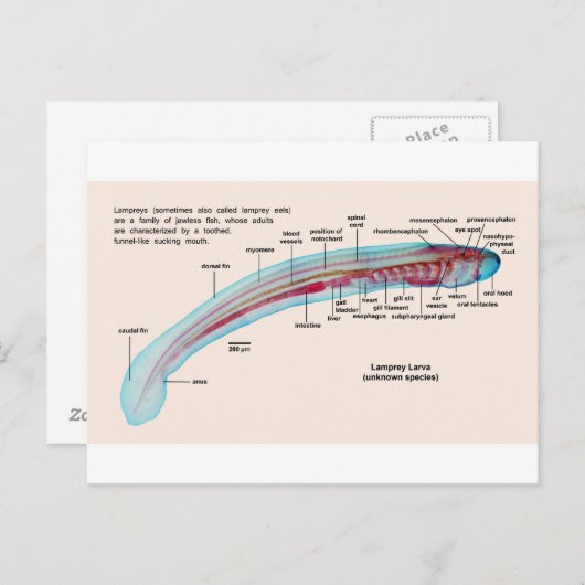 Schema van een Zee Lamprey Soort Larva Briefkaart (Voorkant / Achterkant)