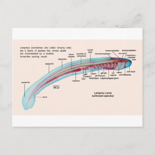 Schema van een Zee Lamprey Soort Larva Briefkaart