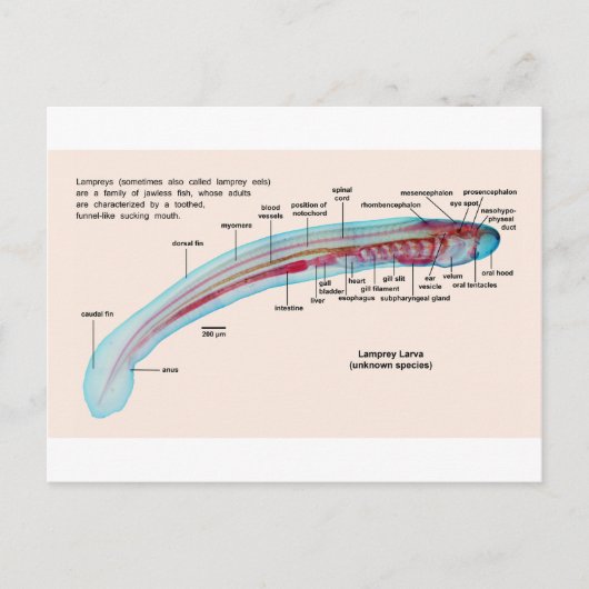 Schema van een Zee Lamprey Soort Larva Briefkaart (Voorkant)