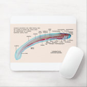 Schema van een Zee Lamprey Soort Larva Muismat (Met muis)