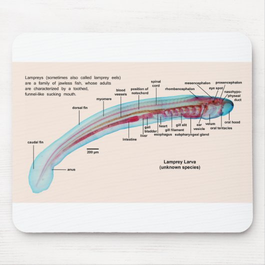 Schema van een Zee Lamprey Soort Larva Muismat (Voorkant)