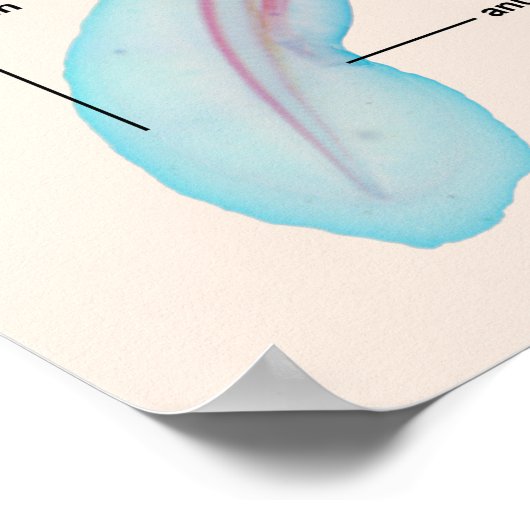 Schema van een Zee Lamprey Soort Larva Poster (Hoek)