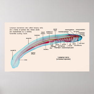 Schema van een Zee Lamprey Soort Larva Poster