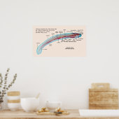 Schema van een Zee Lamprey Soort Larva Poster (Keuken)