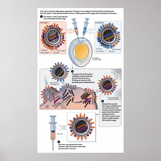 Schema van genetische reassortiment voor vaccins poster (Voorkant)