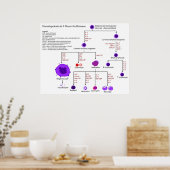 Schema van hematopoëtische groeifactoren bij de me poster (Keuken)