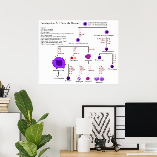 Schema van hematopoëtische groeifactoren bij de me poster (Thuiskantoor)