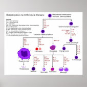 Schema van hematopoëtische groeifactoren bij de me poster (Voorkant)