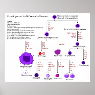 Schema van hematopoëtische groeifactoren bij de me poster