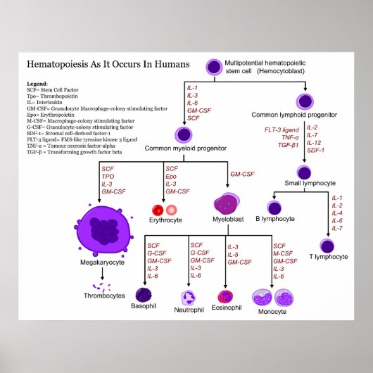 Schema van hematopoëtische groeifactoren bij de me poster (Voorkant)