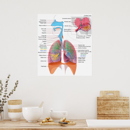 Schema van het ademhalingsstelsel bij de mens poster (Keuken)