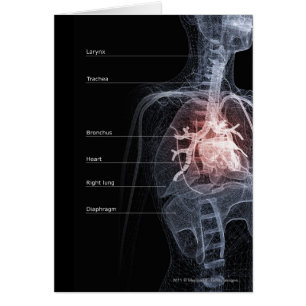 Schema van het ademhalingssysteem en het hart