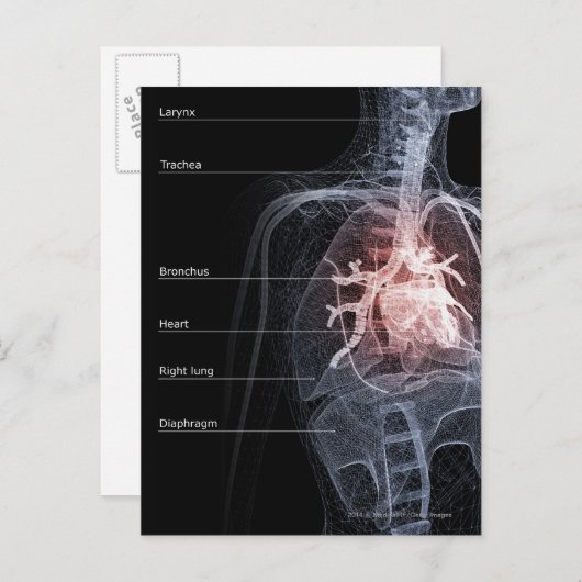 Schema van het ademhalingssysteem en het hart briefkaart (Voorkant / Achterkant)
