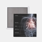 Schema van het ademhalingssysteem en het hart magneet (Voorkant / Achterkant)
