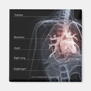 Schema van het ademhalingssysteem en het hart magneet