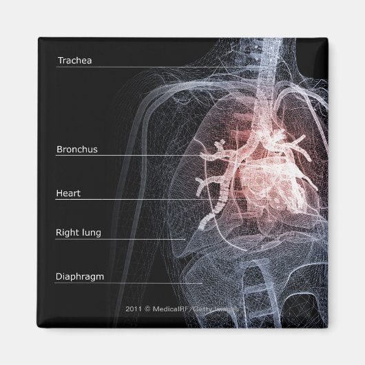 Schema van het ademhalingssysteem en het hart magneet (Voorkant)