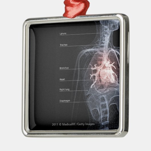 Schema van het ademhalingssysteem en het hart metalen ornament (Links)