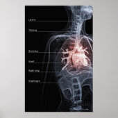 Schema van het ademhalingssysteem en het hart poster (Voorkant)