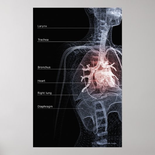 Schema van het ademhalingssysteem en het hart poster (Voorkant)