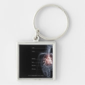 Schema van het ademhalingssysteem en het hart sleutelhanger (Voorkant)