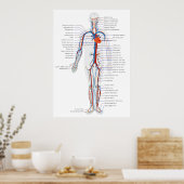 Schema van het anterieur Uitzicht van het humane c Poster (Keuken)