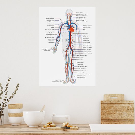 Schema van het anterieur Uitzicht van het humane c Poster (Keuken)