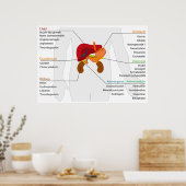 Schema van het endocriene maagdarmstelsel poster (Keuken)