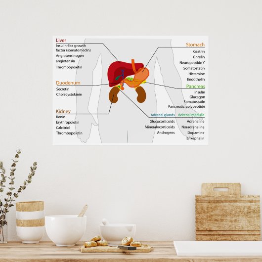 Schema van het endocriene maagdarmstelsel poster (Keuken)