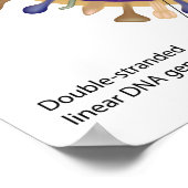 Schema van het herpesvirus. poster (Hoek)