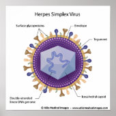 Schema van het herpesvirus. poster (Voorkant)