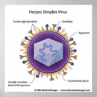 Schema van het herpesvirus. poster
