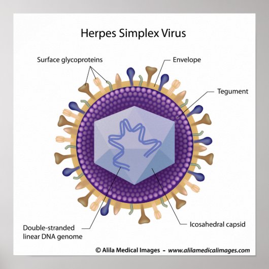 Schema van het herpesvirus. poster (Voorkant)