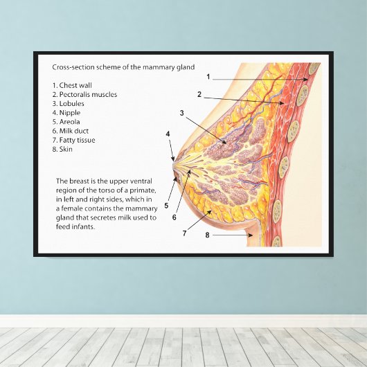 Schema van het kruisje van de borstklier canvas afdruk (Insitu (Houten vloer))