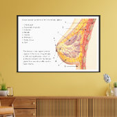 Schema van het kruisje van de borstklier canvas afdruk (Insitu (Woonkamer))