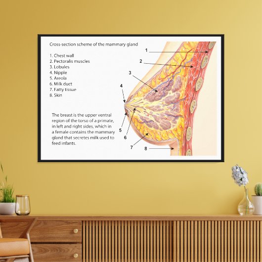 Schema van het kruisje van de borstklier canvas afdruk (Insitu (Woonkamer))