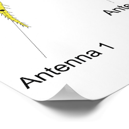 Schema van het lichaamsplan van een amfipod poster (Hoek)