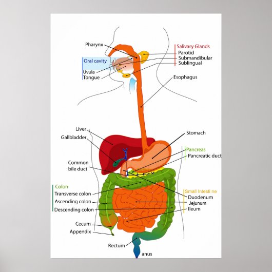 Schema van het maagdarmkanaal bij de mens poster (Voorkant)