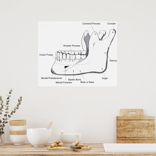 Schema van het menselijk dummyhoofd van de schedel poster (Keuken)