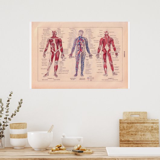 Schema van het menselijk lichaam, Frans 1920 Poster (Keuken)