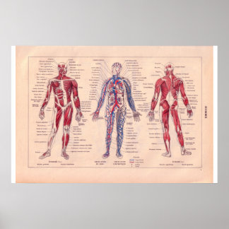 Schema van het menselijk lichaam, Frans 1920 Poster