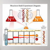 Schema van het Meselson Stahl-experiment DNA Poster (Voorkant)