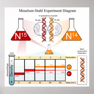Schema van het Meselson Stahl-experiment DNA Poster