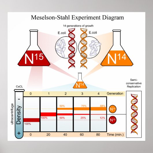 Schema van het Meselson Stahl-experiment DNA Poster (Voorkant)
