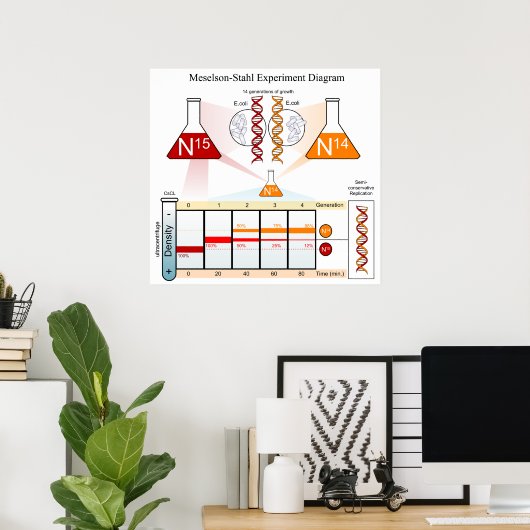 Schema van het Meselson Stahl-experiment DNA Poster (Thuiskantoor)