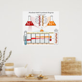 Schema van het Meselson Stahl-experiment DNA Poster (Keuken)